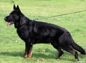 纯黑色东德牧羊犬多少钱一只 保定犬舍出售 品质保证