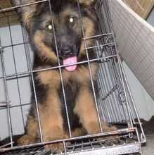 牧羊犬怎么打疫苗