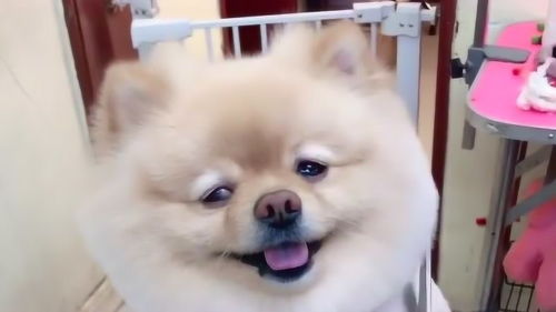 给狗狗修毛的剪刀技巧