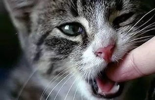 猫用什么疫苗好啊-