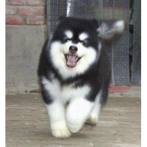 阿拉斯加幼犬多大可以洗澡