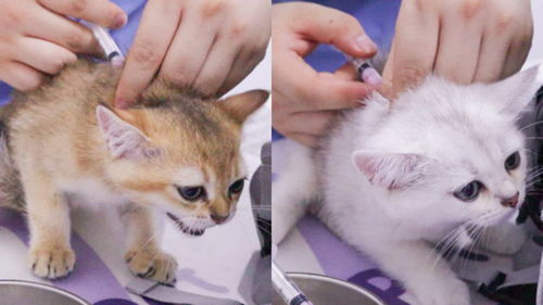 猫多久打针一次