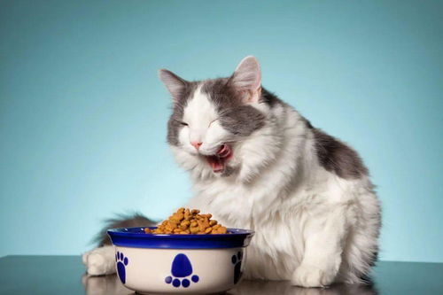猫咪肠胃不好吃什么牌子的猫粮