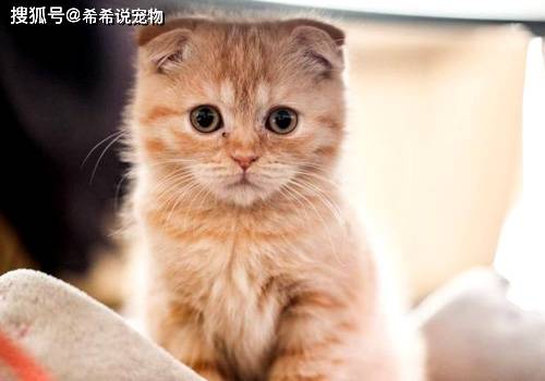 猫咪产后打什么针
