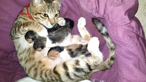 刚出生的小猫多少天会走