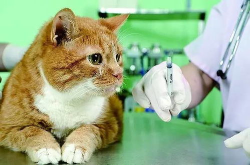猫打疫苗的准备