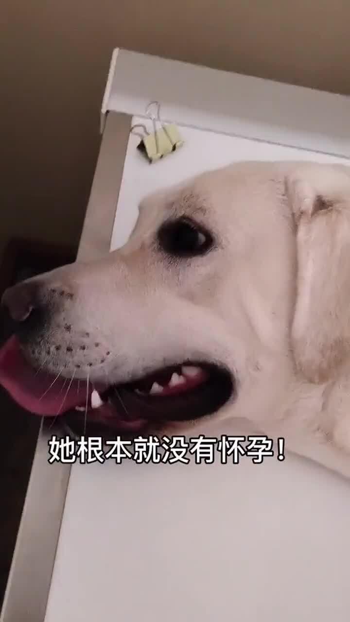 狗狗怀孕多少天可以摸出多少宝宝
