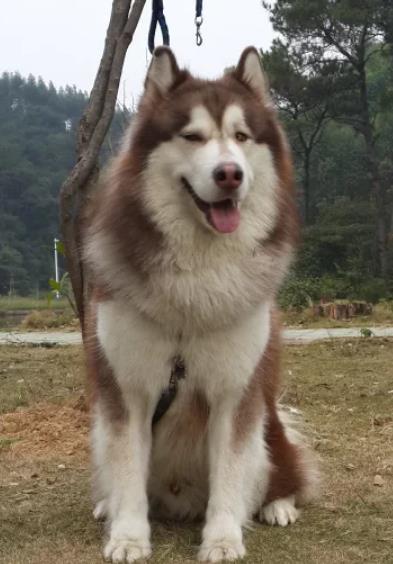 阿拉斯加幼犬鼻子湿润是什么原因