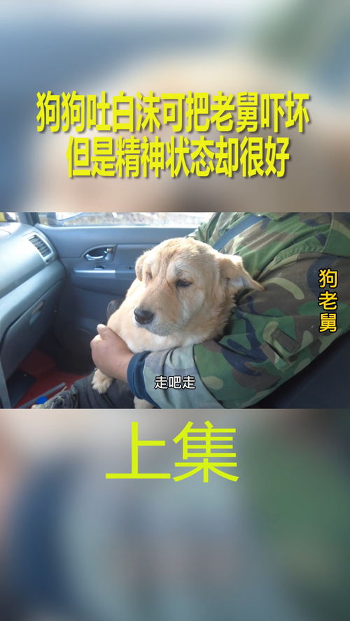 狗狗吐白沫带血丝状态很好是怎么回事