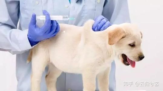 狗狗打疫苗能预防哪些病呢-