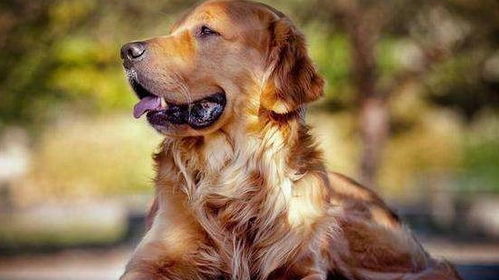 金毛犬什么东西不可以吃