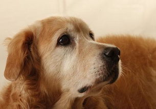 金毛犬不能吃什么东西
