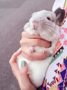 龙猫怎么亲近人