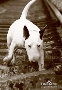 狗狗多久吃鸡蛋