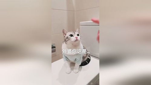 可以把猫放家里三天吗
