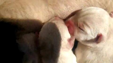 狗狗生多久会吃奶