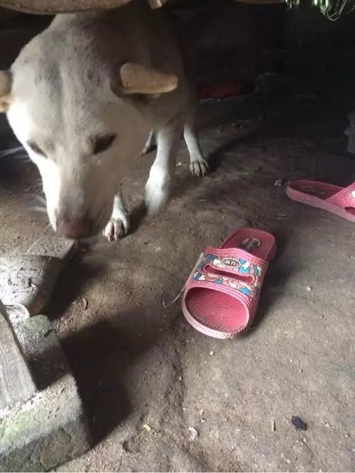 哪种狗胆子大