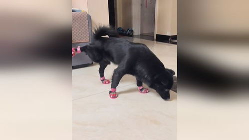 什么狗不会走路