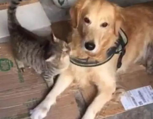 狗狗保护猫猫