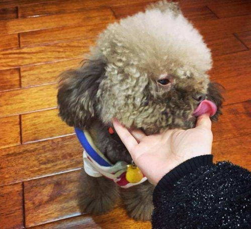 泰迪犬的体重