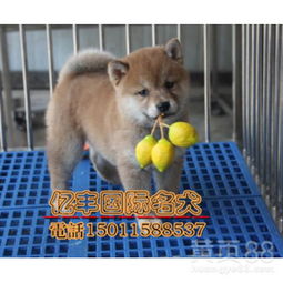 柴犬幼犬体重