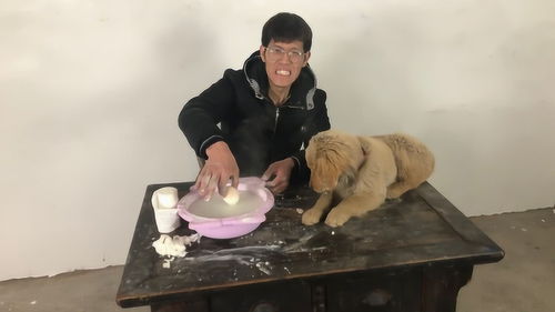 金毛吃煮鸡蛋好吗