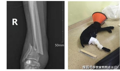狗狗关节骨折怎么治疗