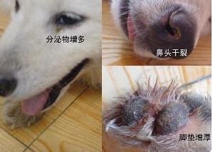 狗狗狗瘟抽搐吐白沫还有救吗