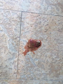 狗狗吃了磨牙棒拉血