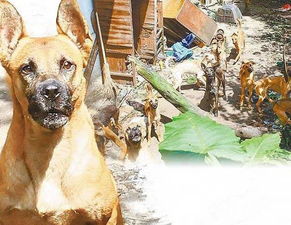 狗狗猝死能救活吗