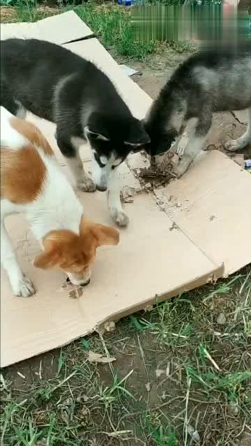 狗冻精技术