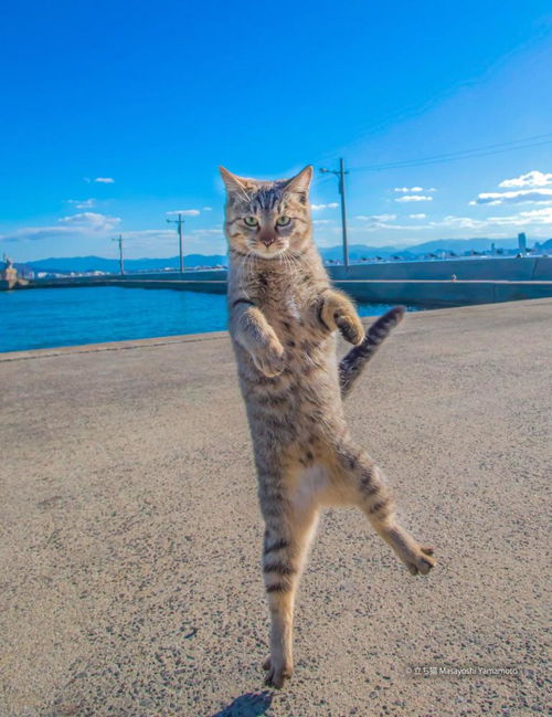 小猫多少天能站起来行走-