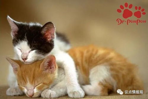 猫咪发情会食欲减退吗