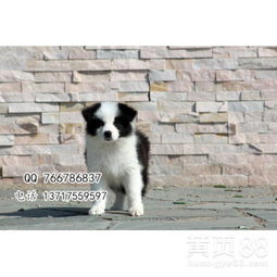 边境牧羊犬哪里能买到正宗的