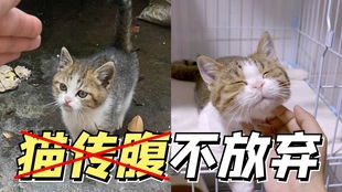 小猫猫传腹