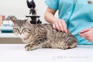 猫咪打疫苗的重要性