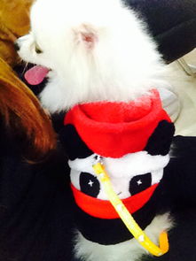 博美犬多少天洗一次澡
