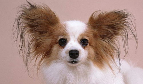 蝴蝶犬有几种