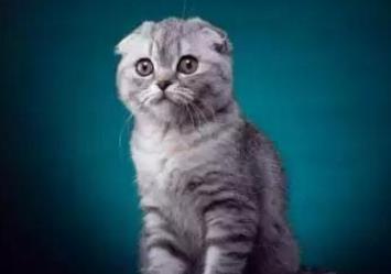 折耳猫会遗传后代吗