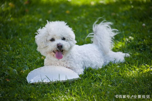 比熊犬活多久算正常