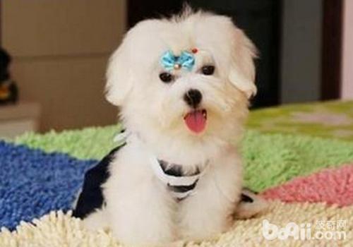 狗狗产后的饮食食谱