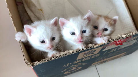 满月的猫能直接吃猫粮么