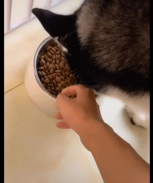 哈士奇吃了狗粮过一会又吐出来