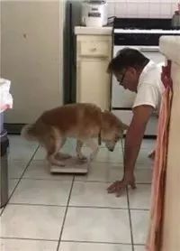 给狗狗称体重