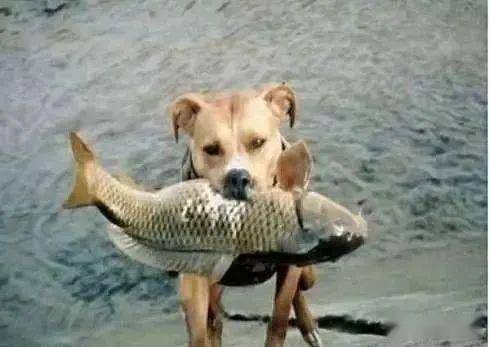 狗能吃的鱼