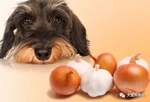 狗狗可以吃人的食物吗-