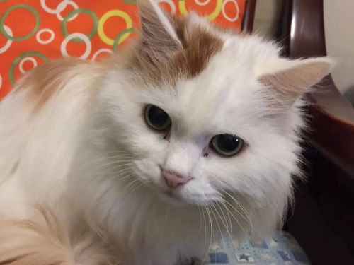 猫咪不吃饭会不会死
