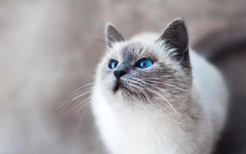 跟猫瘟接触过的猫需要观察多久