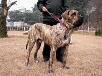 大型烈性犬