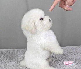 狗生产后没奶水了